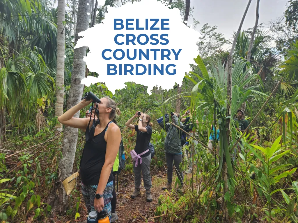 Belize Cross Country Birding