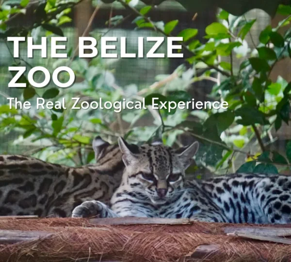 The Belize Zoo - The Real Zoological Experience