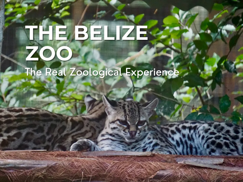 The Belize Zoo - The Real Zoological Experience